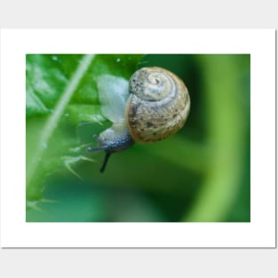 Snail On Thorny Leaf Posters and Art